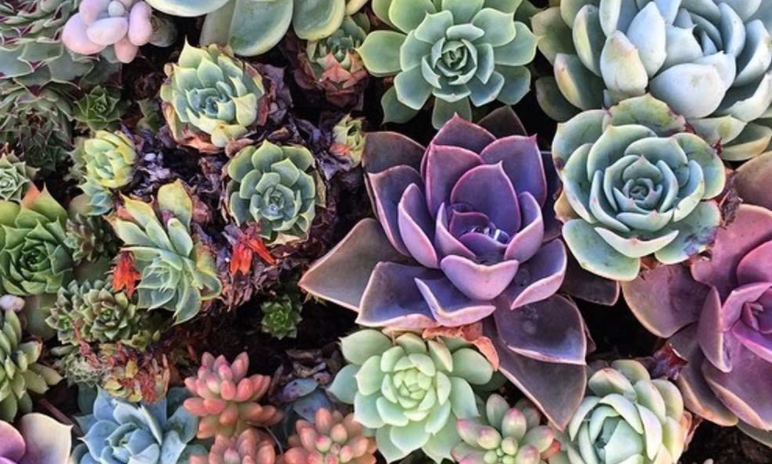 Love Succs: or, how tending succulents taught me to seek the love I deserved